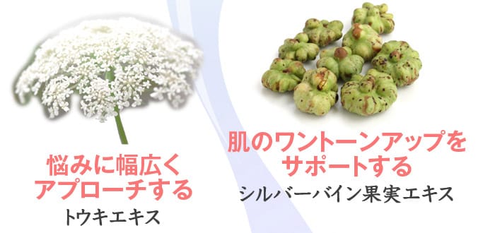 悩みに幅広くアプローチする「トウキエキス」　肌のワントーンアップをサポートする「シルバーバイン果実エキス」
